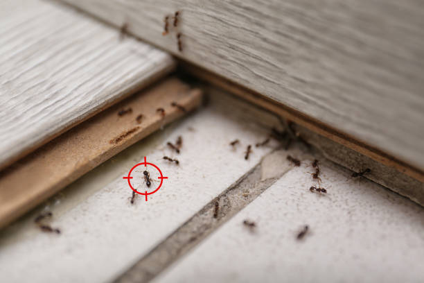 Best Wasp Removal Services  in Calverton, MD
