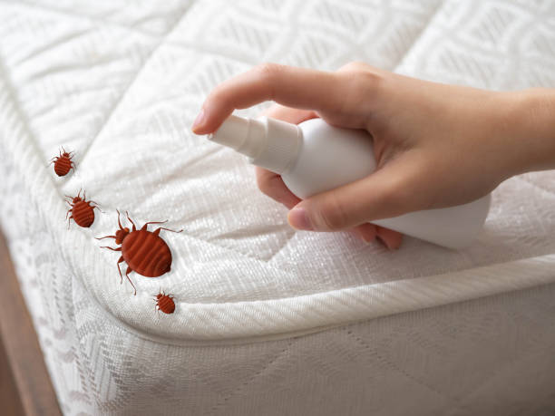 Best Affordable Pest Control Services  in Calverton, MD