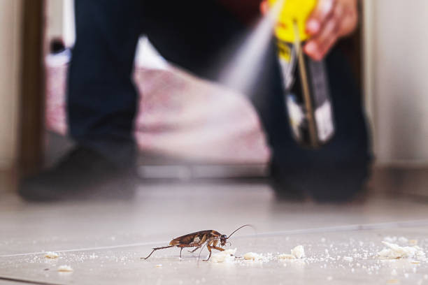 Best Rat Extermination Near Me  in Calverton, MD